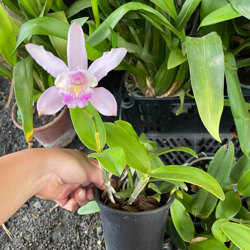 Orquídea Exótica Coleção Rara Cattleya Intermedia X Forbesii