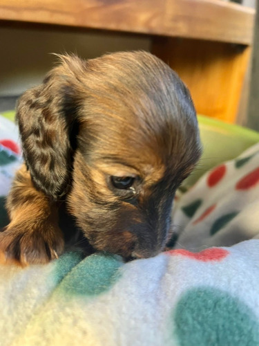 Imagen 6 de 7 de Perros Salchicha De Pelo Largo