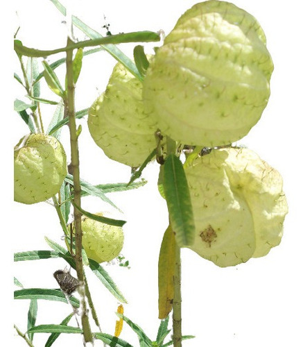 Imagem 1 de 10 de Sementes De Planta Balão - Saco De Velho - Asclepias Flor