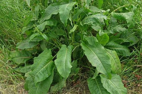 50 Semillas De Lengua De Vaca Rumex Crispus