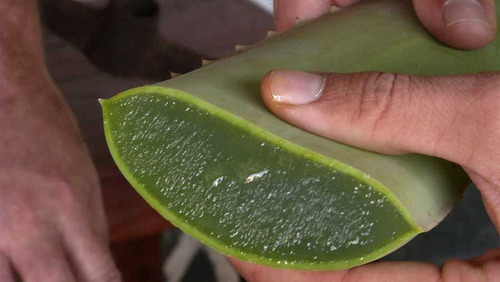 Imagen 3 de 3 de Sabila Aloe Vera Acíbar Planta Medicinal Chica
