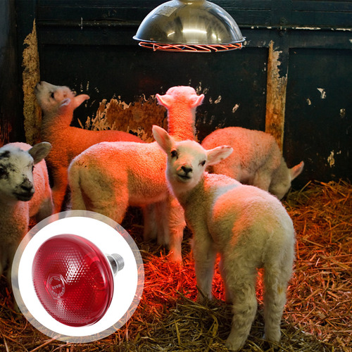 Lámpara De Conservación De Calor Heater Breeding Veterinary,