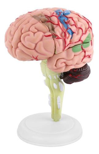 Enseñanza De Anatomía Estructural Del Modelo De Cerebro Huma