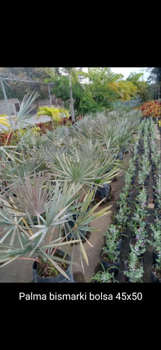 Planta Bismarkia En Bolsa 45x50 Ideal Para Jardín