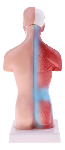 Maqueta Educativa De 28 Cm Con Torso Humano Y Cuerpo De Esqu