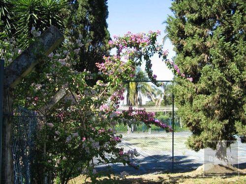 Chácara Residencial À Venda, Nova Suiça , Valinhos - Ch0001. - Ch0001
