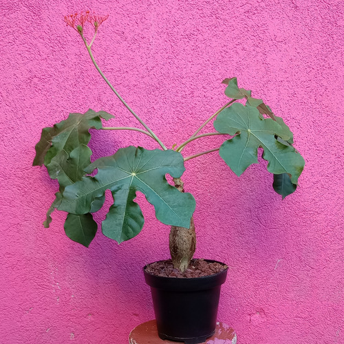 Jatropha Podagrica