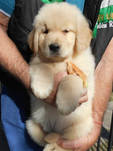Hermosisimas Golden 100% Puras Crianza Respetuosa Cachorros.