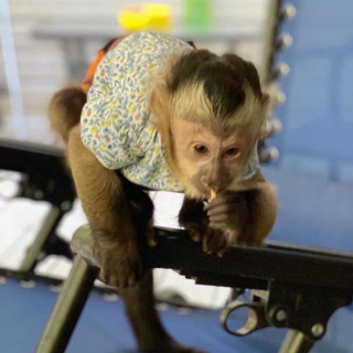 Monos Titi En Adopcion Mercadolibre Com Mx Monos Titi En Adopcion Mercadolibre Com Mx