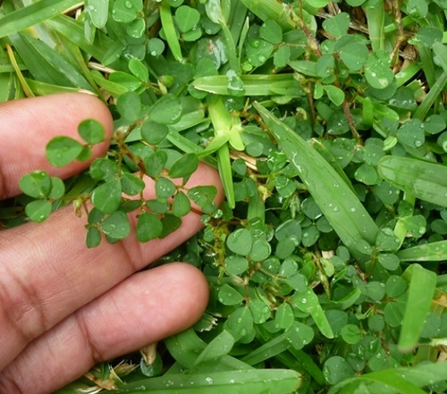Controla Y Seca Malas Hierbas En Cesped Jardin 1litro