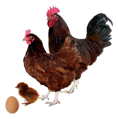 15 Huevos Fértiles De Gallina Rhode Island Red, Black Star