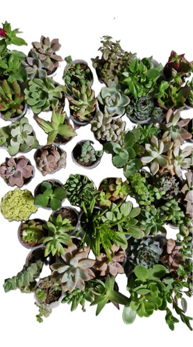 Venta De Plantas Suculentas Por 50 Und