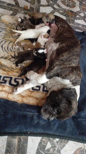 Cachorros American Bully