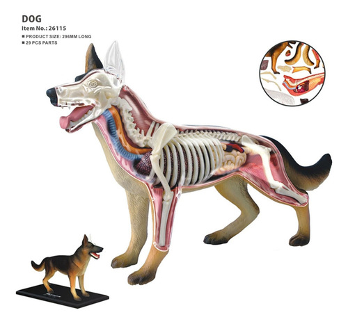 Anatomía De Órganos Animales Modelo 4d Dog Intelligence Ensa