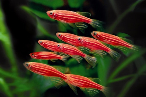 Imagen 1 de 8 de 10 Peces Cebrita Fluor Rosa, Tropical Tetra Pecera Acuario