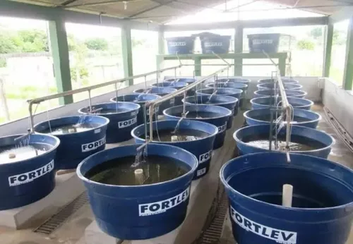 Projeto Criação De Tilapias Em Caixa D'agua Passo A Passo | MercadoLivre