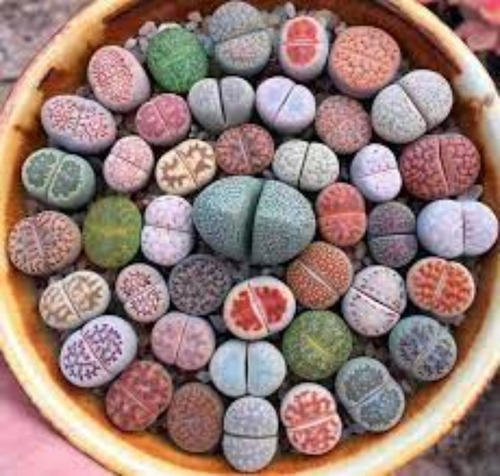 Lithops + 200 Semillas (varias Especies) Excelente Calidad