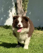 Comprar Cachorro Border Collie Chocolate Pedigree Internacional