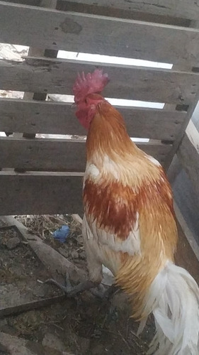 Gallo De Pelea Raza Carmelo