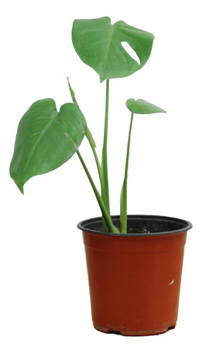 Monstera Deliciosa Planta De Interior Fácil Cuidado