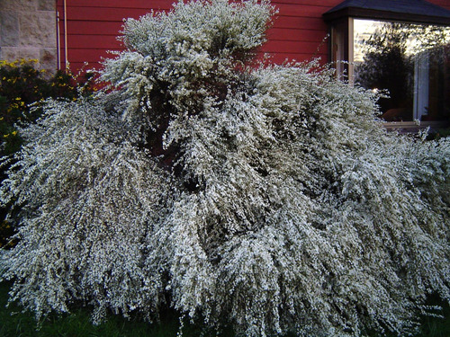 Retamo Blanco Planta Ornamental Flor