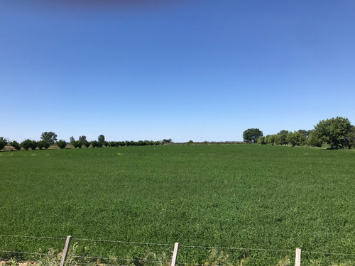 Finca Gral Alvear, 71 Hcts,en Producción Y Con Equipamiento.