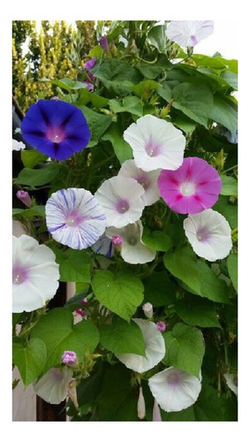 Ipomea Purpurea Mix De Colores -semillas 40 Imp.holanda