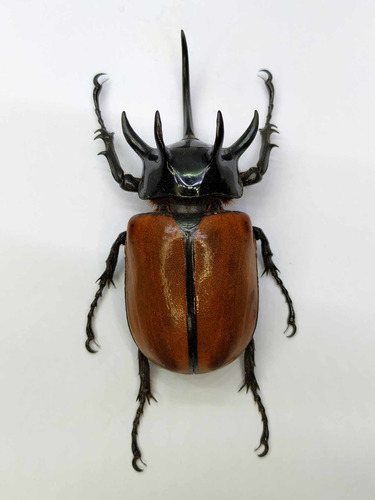 Entomología Insectos Disecados Escarabajos Gigantes