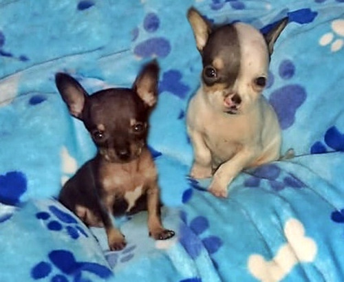 Chihuahua Miniatura Divinos Cachorros 450 Puros Hembra Macho