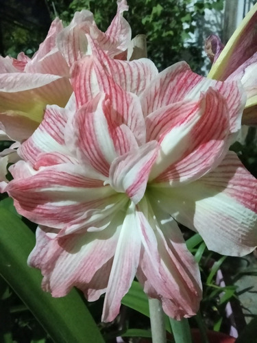Bulbo Amaryllis Exotico Pretty Nymph. Caba. Envíos