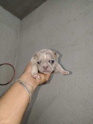 Cachorros Bulldog Francés