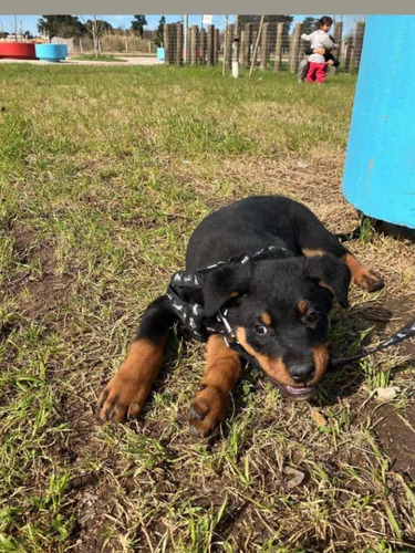 Rottweiler Para Monta