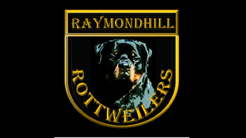 Rottweiler Macho Disponível Filhote