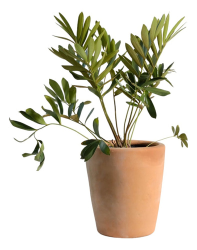 Palma Samia Furfuracea 