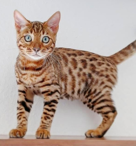 Vendo Gatos Bengali