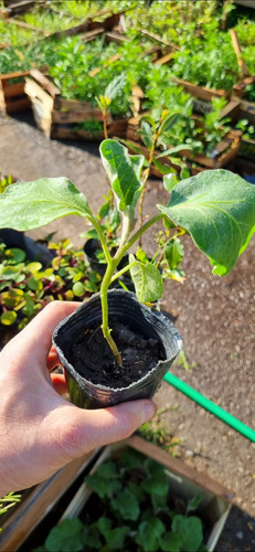 Plantin Aromaticas (combo)
