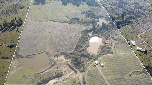Se Vende Campo En Litueche Con 5 Tranques Y 2 Vertientes