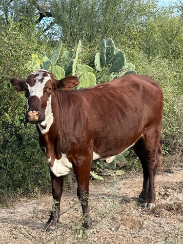 Venta De Campo En Fernandez - Santiago Del Estero