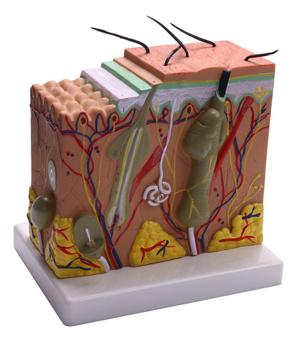 Modelo De Piel, Estructura De Piel 50x Y Modelo De