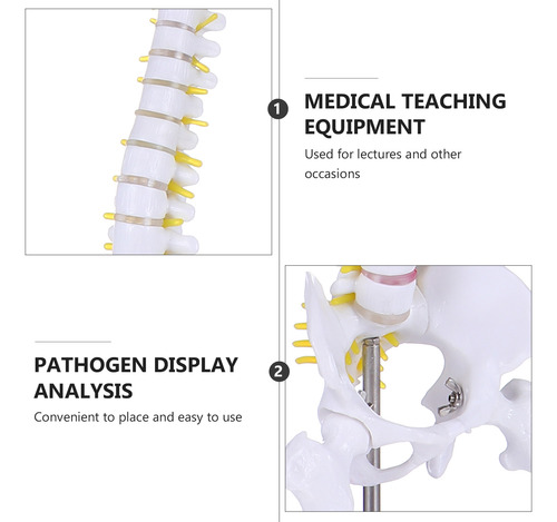 Training Spine Model Para Todo El Cuerpo