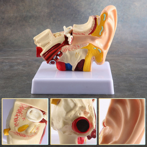 Modelo De Anatomía Del Oído Humano 1.5x, Oído Interno De Esc