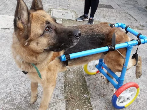 Carrito O Silla De Ruedas Para Perros Grand Con Discapacidad