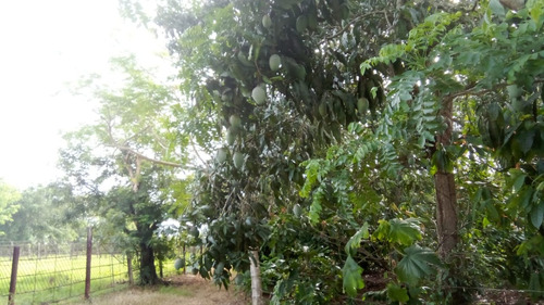 Vendo Finca De 330 Tareas En Luisa Blanca Monte Plata, República Dominicana