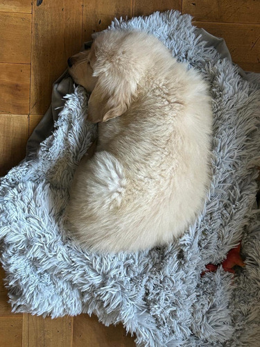 Cachorro Golden Retriever De 2 Meses Con Vacunas