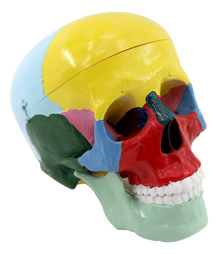Cráneo Con Cerebro, Modelo Anatómico, Tamaño Natural Para
