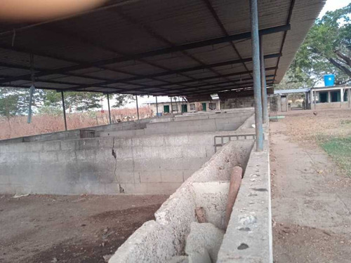 Imagen 8 de 14 de Finca 303 Hectáreas En Guárico, Vía Santa Rita.