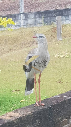 Imagem 5 de 12 de Chácara - Ch00527 - 34833307