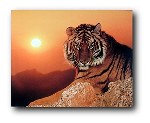 Tigre Salvaje Al Atardecer Vida Silvestre Animal Decoración 