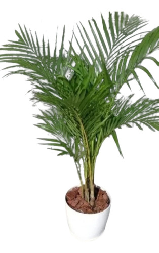 Planta De Interior Areca + Maceta Premium 