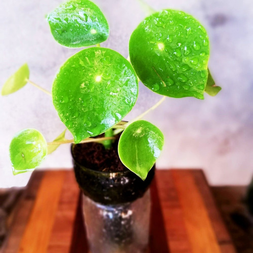 Imagen 2 de 10 de Cuchara Little Plant 15, Maceta Autorregante